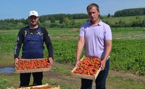 В Татарстане стартовал сбор первого урожая клубники