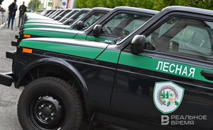 Минлесхоз Татарстана: «Вспышка непарного шелкопряда идет на спад, но выводы делать пока рано»