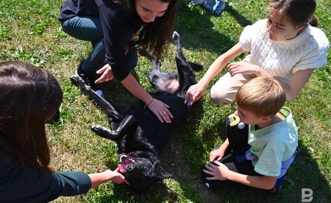 В Казани вновь пройдет акция по поиску хозяев для бездомных животных