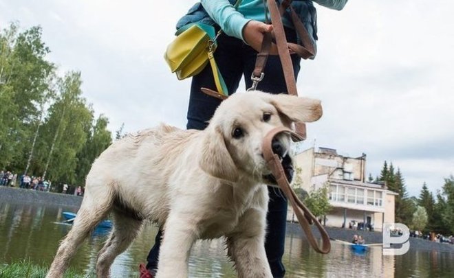 Кинолог рассказал о влиянии одиночества на собак