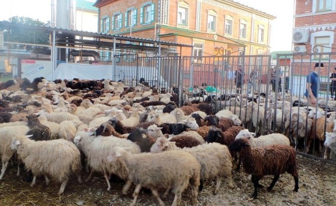В Казани увеличилась стоимость барашка на Курбан-байрам