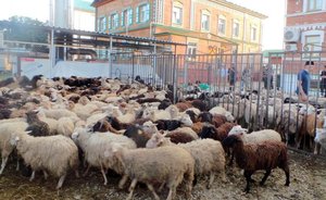 В Казани увеличилась стоимость барашка на Курбан-байрам