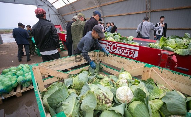 В Татарстане вновь подешевели продукты из «борщевого набора»