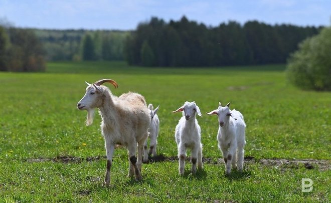 В Татарстане уменьшилось поголовье овец, коз и свиней