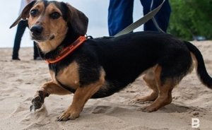 Госдума приняла в первом чтении законопроект о защите домашних животных и животных в зоопарках и цирках