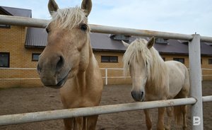 Минсельхозпрод Татарстана разработал закон, регулирующий деятельность племенного дела в животноводстве