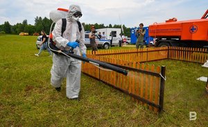 В селе Булдырь Чистопольского района ввели карантин из-за африканской чумы свиней