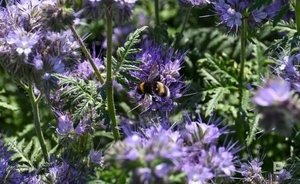 В Татарстане насчитывается 490 лесных пасек