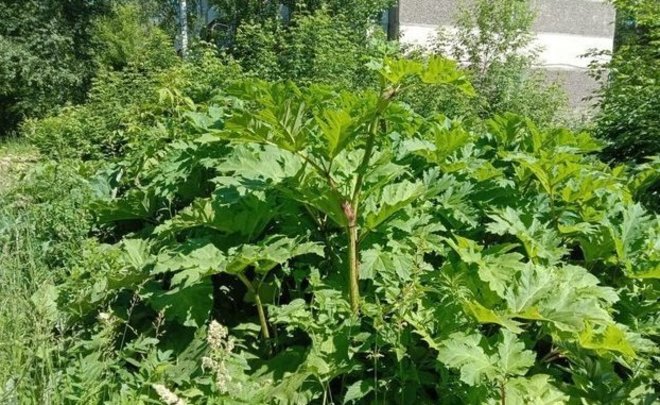 50 казанских активистов три часа рубили борщевик в «Русско-Немецкой Швейцарии»