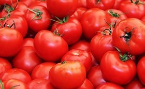 Россельхознадзор с 24 апреля разрешит поставки томатов еще с пяти турецких предприятий