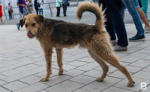 В селе Мамадышского района Татарстана отменили карантин по бешенству