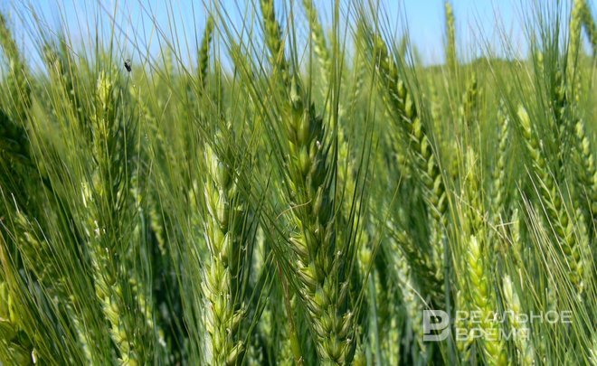 «Перспектив возобновления не существует»: Россия и Китай поставили точку в зерновой сделке