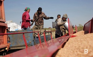 Аграрии Татарстана собрали 3,8 млн тонн зерновых