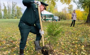 В 2022 году в Татарстане по нацпроекту восстановят леса на площади 3,6 тысячи га