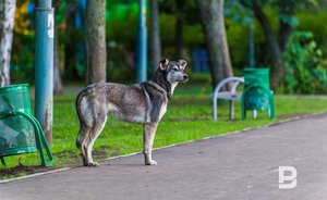 «Самовыгул опасен и для самого животного»
