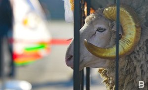 В мэрии Челнов рассказали, как в этом году пройдет Сабантуй