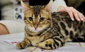 В казанском зоопарке объяснили, почему не могут принять домашних животных