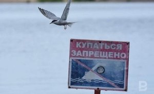 С 2021 года на российские пляжи запретят приводить животных