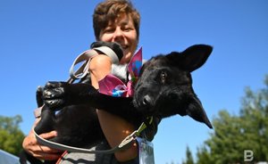 В казанском парке им. Урицкого сегодня можно выбрать себе собаку