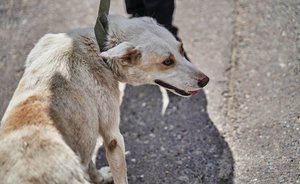 В Госдуме отклонили законопроект депутатов из Татарстана об обязательной регистрации домашних животных