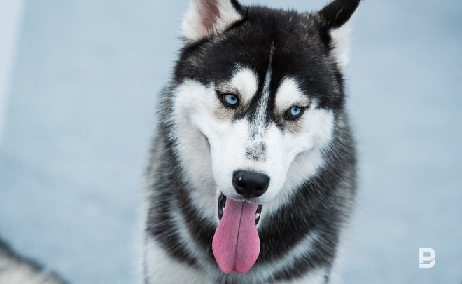 В Казани поступило почти 350 заявок по отлову бездомных собак с начала года