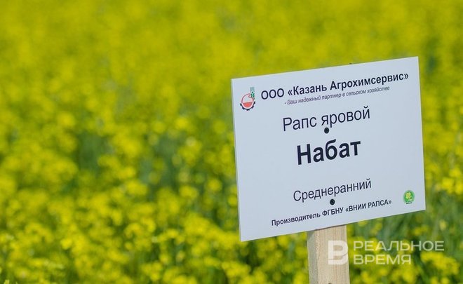 Кабмин продлил запрет на экспорт семян рапса