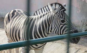 Регионам и Минкультуры РФ поручили продумать поддержку зоопарков