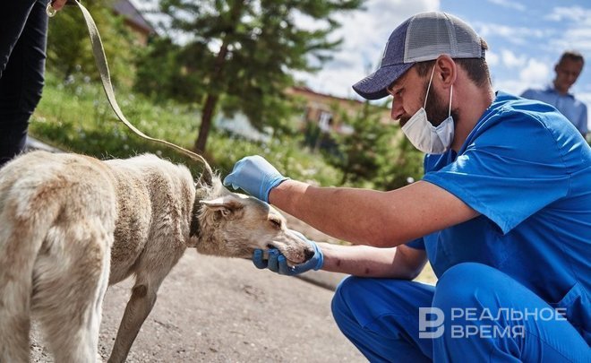 Исполком Казани согласовал пикет за гуманное отношение к животным