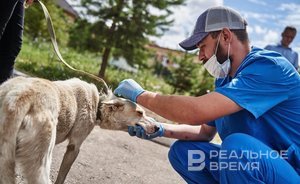 Исполком Казани согласовал пикет за гуманное отношение к животным