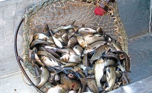 Более 10 тыс. мальков толстолобика выпустил «Нижнекамскнефтехим» в Куйбышевское водохранилище