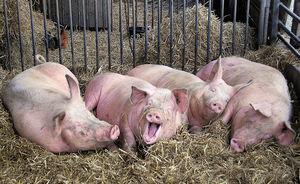 На одном из предприятий «Русагро» зафиксировали вспышку африканской чумы свиней