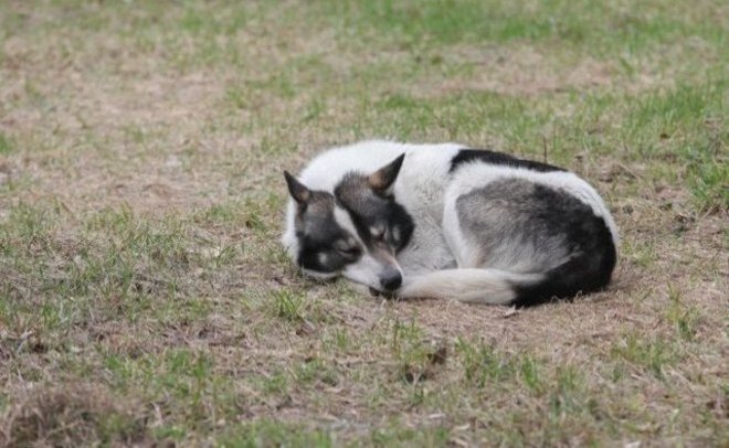 В Казани заработал единый телефон для заявок на отлов бродячих собак