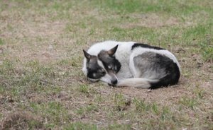 В Казани заработал единый телефон для заявок на отлов бродячих собак