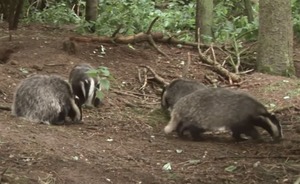 В Татарстане открыли сезон охоты на барсука