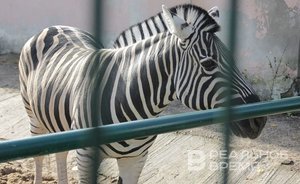 Россия хочет купить африканских животных у ЮАР