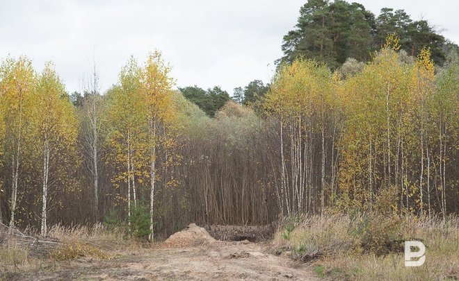 В Татарстане вновь продлили штормовое предупреждение о высокой и чрезвычайной пожароопасности лесов
