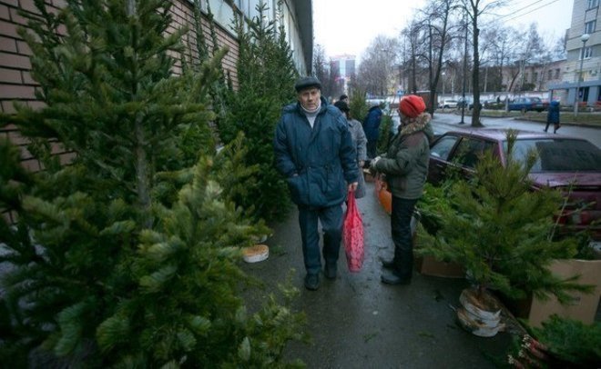 В Казани смогут разбить до 20 официальных елочных базаров