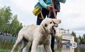 Кинолог рассказал о весеннем уходе за собаками