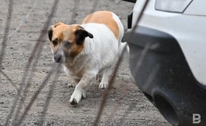 В эти выходные в казанских поселках пройдет бесплатная вакцинация животных от бешенства