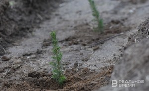 В Татарстане на обходе Нижнекамска и Челнов приступили к лесовосстановлению