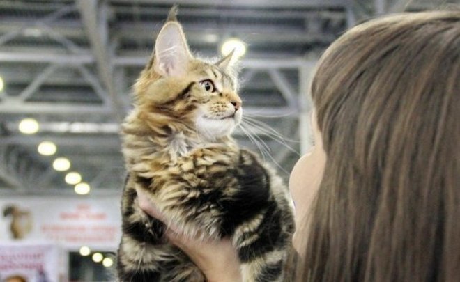 Россиян обяжут маркировать питомцев за свой счет