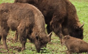 В Татарстане предложили разводить зубров