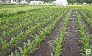 В Татарстане за 9 месяцев сельхозпроизводство упало почти на 12%