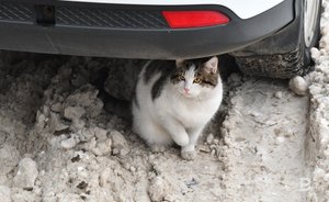 В Татарстане в 2022 году зарегистрировали 7 случаев бешенства среди животных