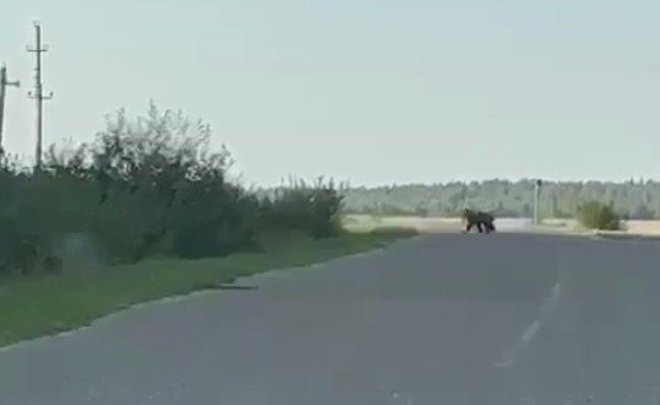 В Кукморском районе Татарстана заметили медведя на дороге