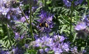 «Пока не ясно, кто будет ответственен за это» — в Татарстане продолжают гибнуть пчелы