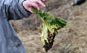 Врач рассказала о первой помощи при контакте с ядовитыми растениями