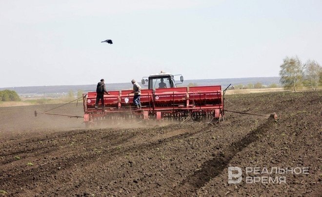 Под угрозой гибели пятая часть озимых в Татарстане