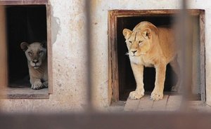Общественники узнали, куда отправили диких животных из челнинской конноспортивной школы «Тулпар»