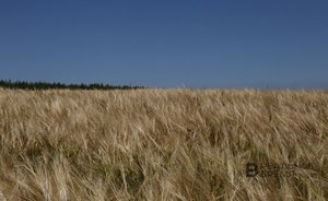 Лидером по урожайности зерновых культур в этом году на территории Татарстана стал Тетюшский район